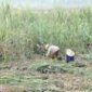 Cần quan tâm phát triển cây mía nguyên liệu ở huyện Thạch Thành